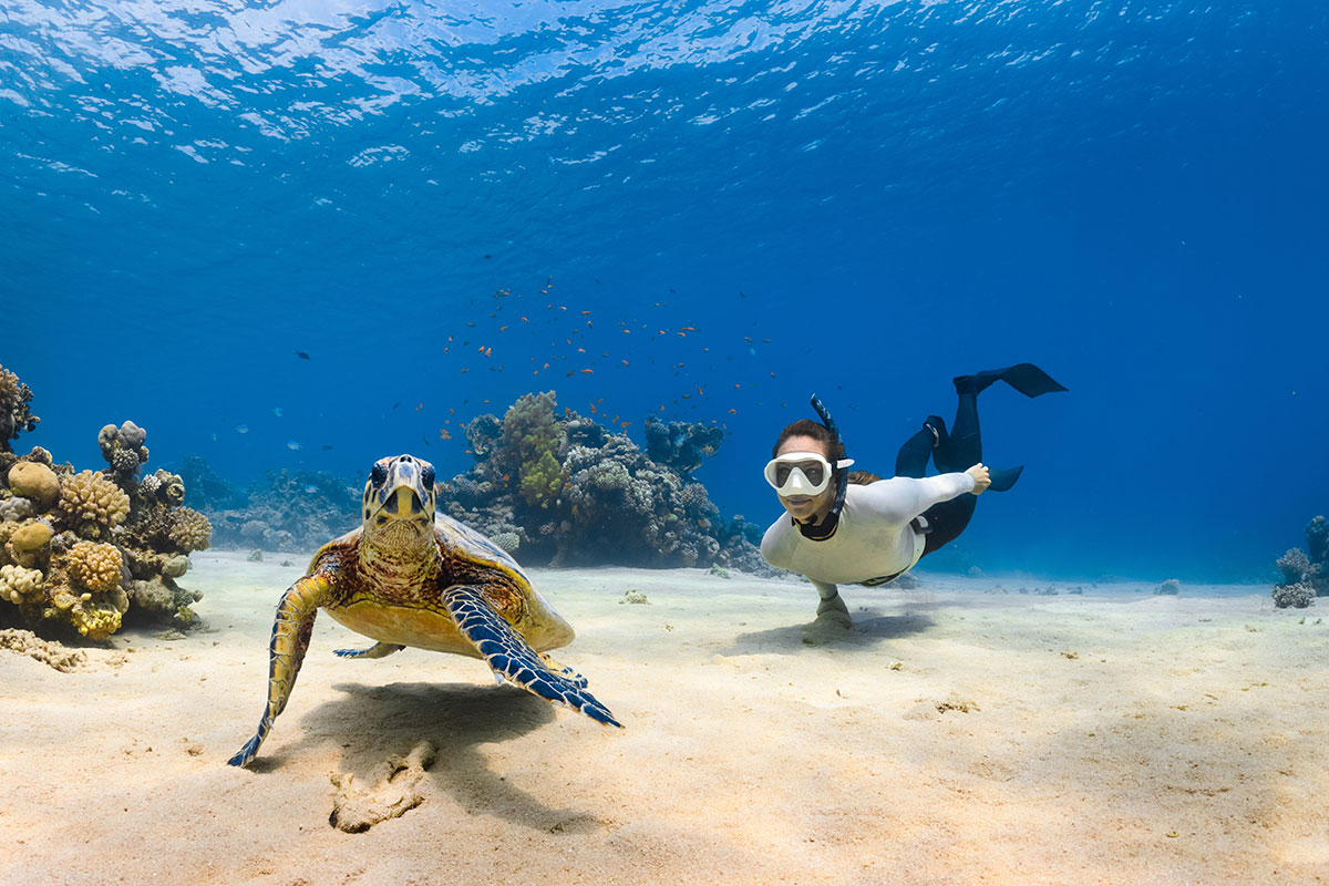 Diver in the red sea with a turtle